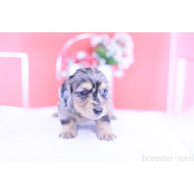 販売中の愛知県のカニンヘンダックスフンド(ロングヘアード)-430628の14枚目