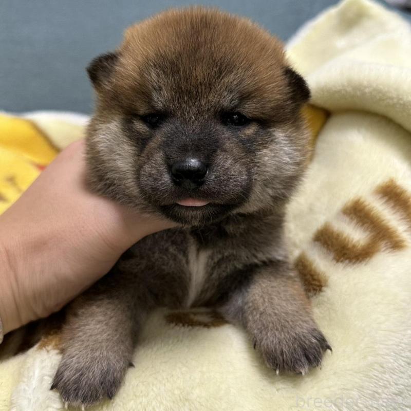 販売中の岡山県の柴犬-428992