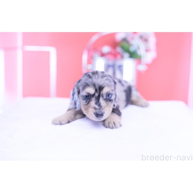 販売中の愛知県のカニンヘンダックスフンド(ロングヘアード)-430628の13枚目