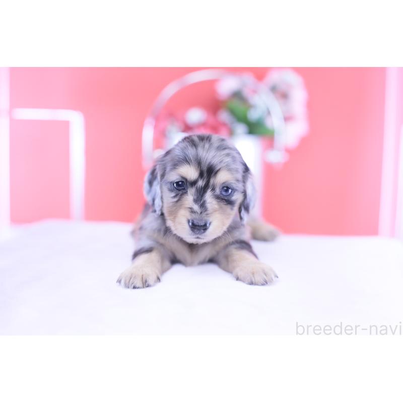 販売中の愛知県のカニンヘンダックスフンド(ロングヘアード)-430628の10枚目