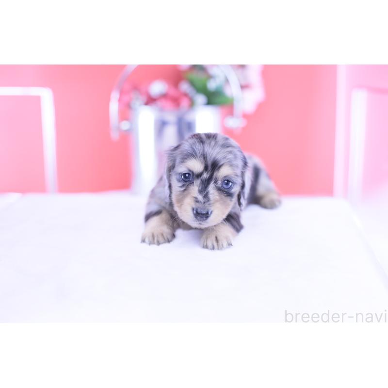 販売中の愛知県のカニンヘンダックスフンド(ロングヘアード)-430628の9枚目