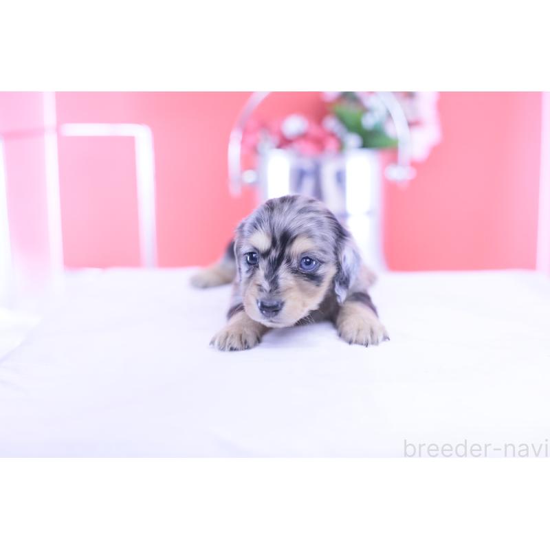 販売中の愛知県のカニンヘンダックスフンド(ロングヘアード)-430628の8枚目