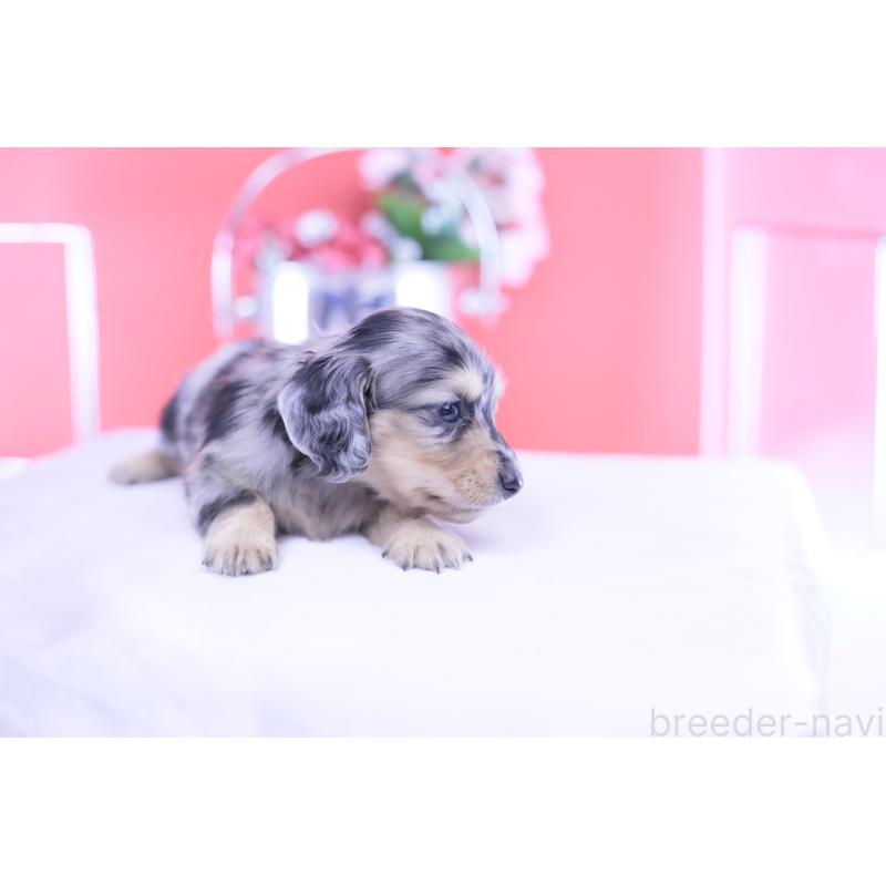 販売中の愛知県のカニンヘンダックスフンド(ロングヘアード)-430628の6枚目