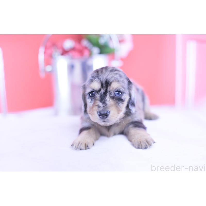 販売中の愛知県のカニンヘンダックスフンド(ロングヘアード)-430628の5枚目