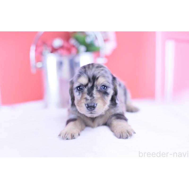 販売中の愛知県のカニンヘンダックスフンド(ロングヘアード)-430628の4枚目