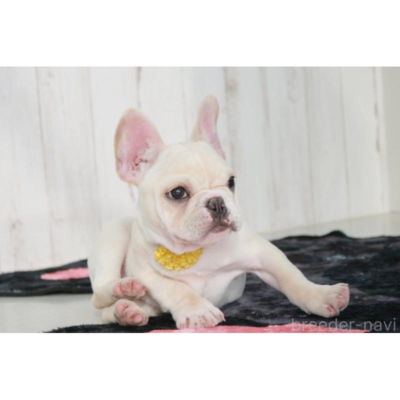成約済の京都府のフレンチブルドッグ-416403の7枚目