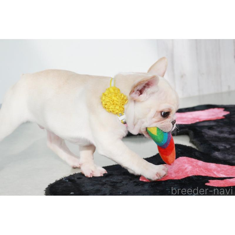 成約済の京都府のフレンチブルドッグ-416403の6枚目