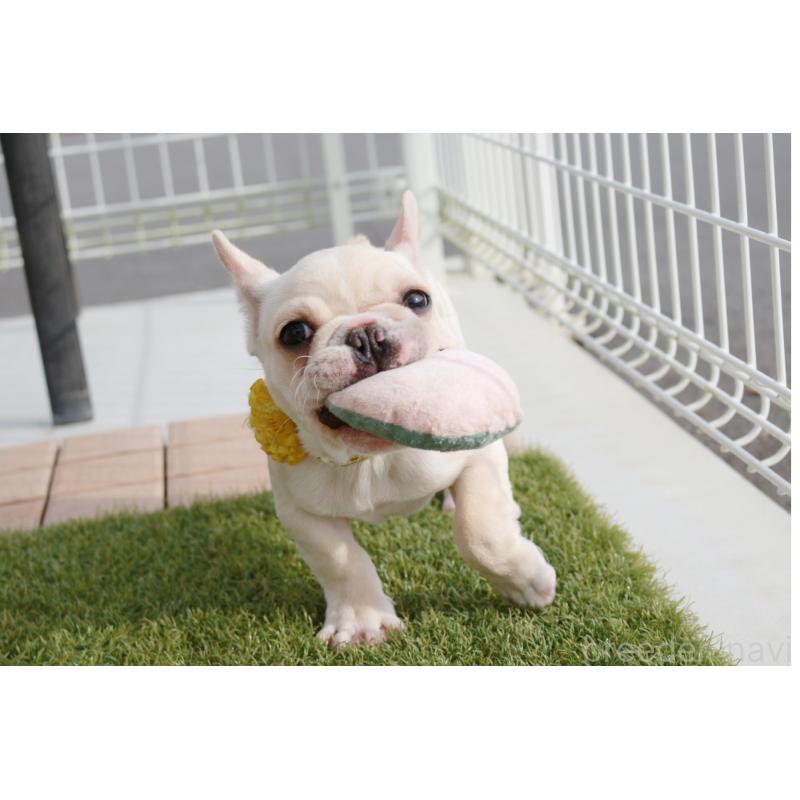 成約済の京都府のフレンチブルドッグ-416403の5枚目