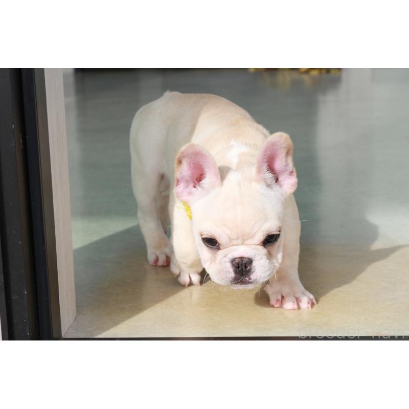 成約済の京都府のフレンチブルドッグ-416403の3枚目