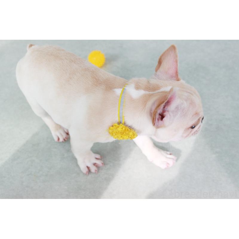 成約済の京都府のフレンチブルドッグ-416403の4枚目