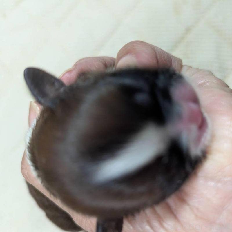 販売中の神奈川県のシーズー-430629の1枚目