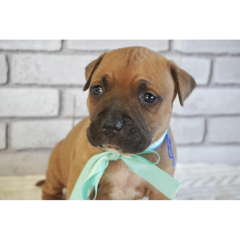 販売中の熊本県のアメリカンピットブルテリア-430631の8枚目