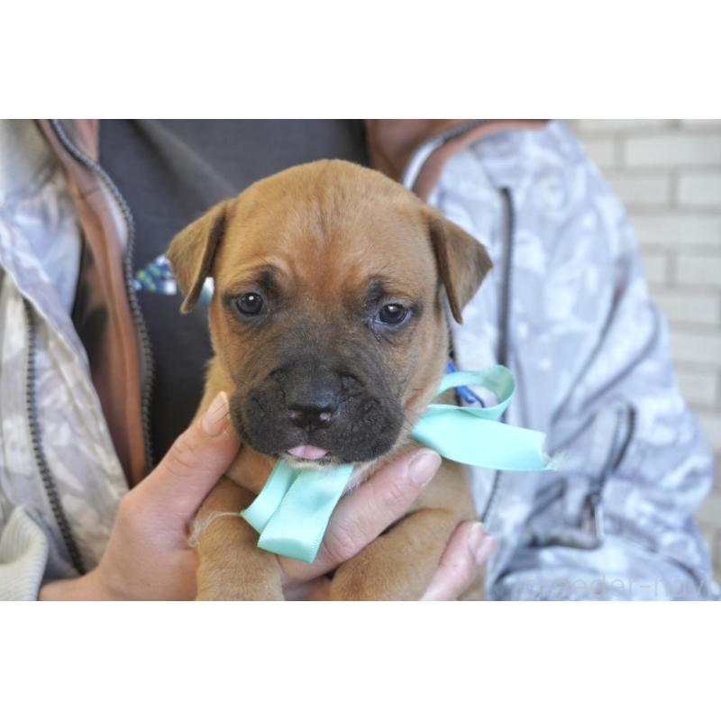 販売中の熊本県のアメリカンピットブルテリア-430631の7枚目