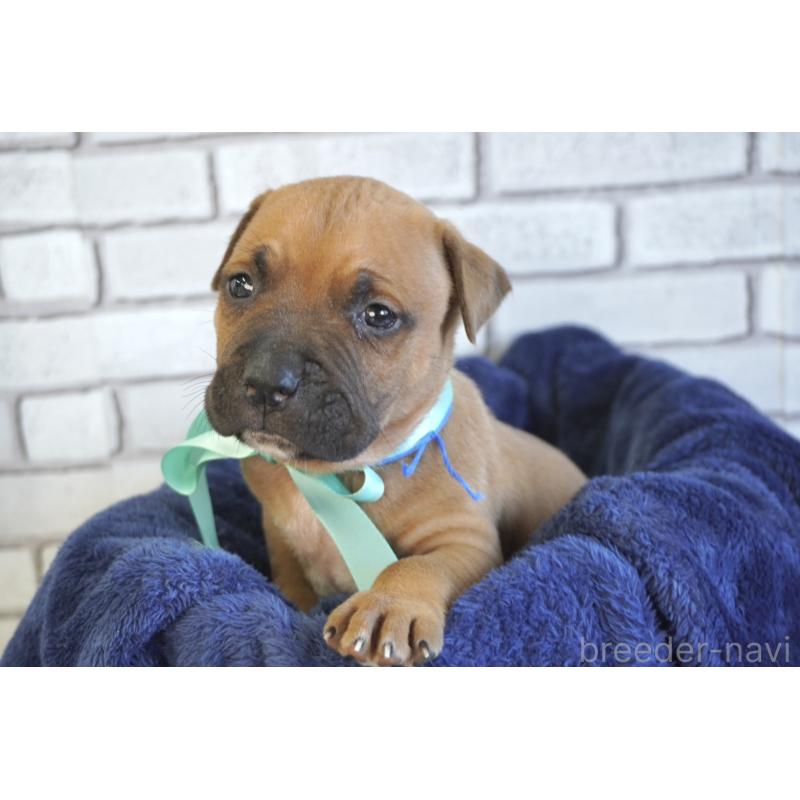 販売中の熊本県のアメリカンピットブルテリア-430631の6枚目