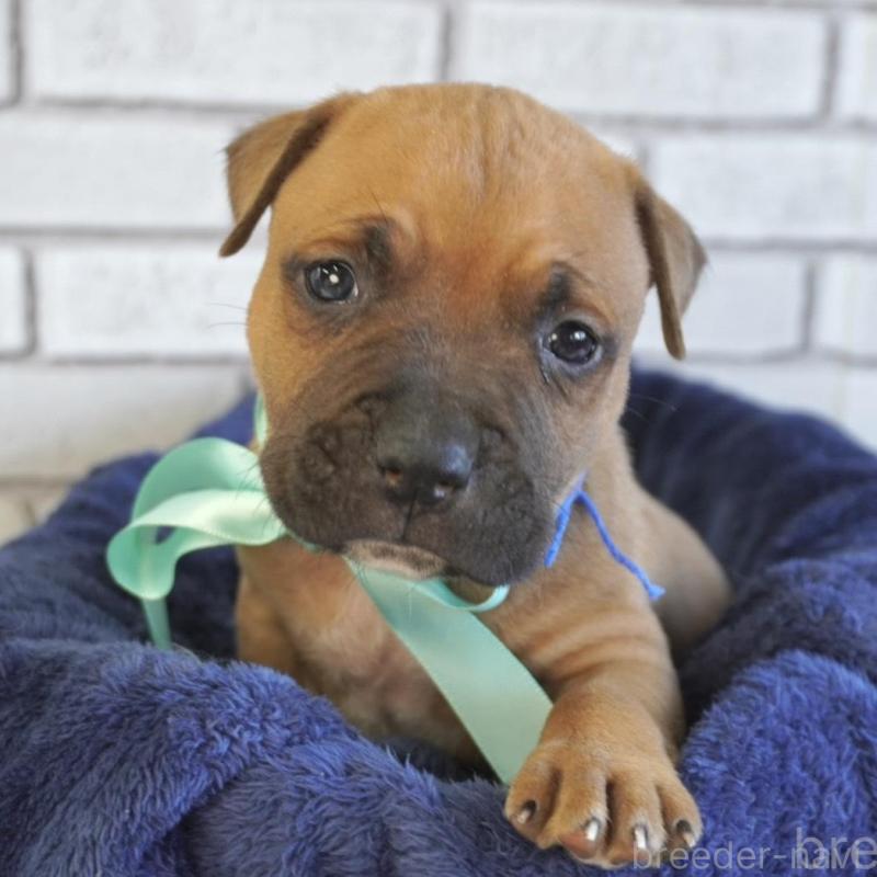 販売中の熊本県のアメリカンピットブルテリア-430631の1枚目