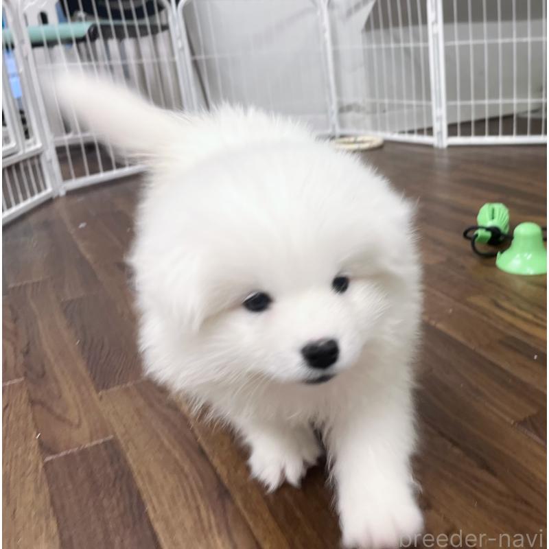 成約済の東京都のサモエド-426589の3枚目