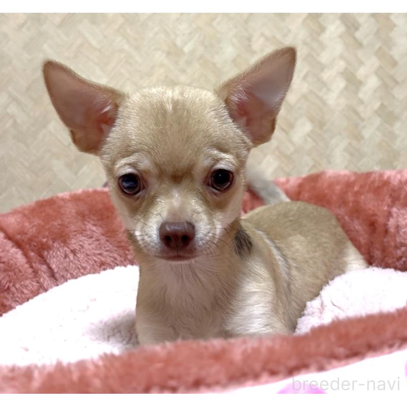 販売中の広島県のチワワ(スムースコート)-430632の1枚目