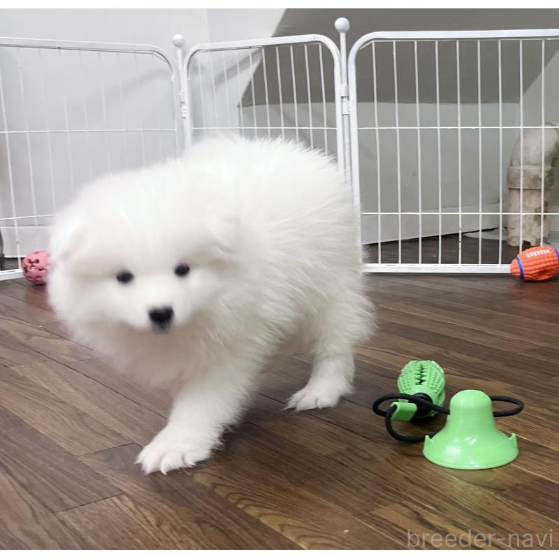 成約済の東京都のサモエド-426589の2枚目