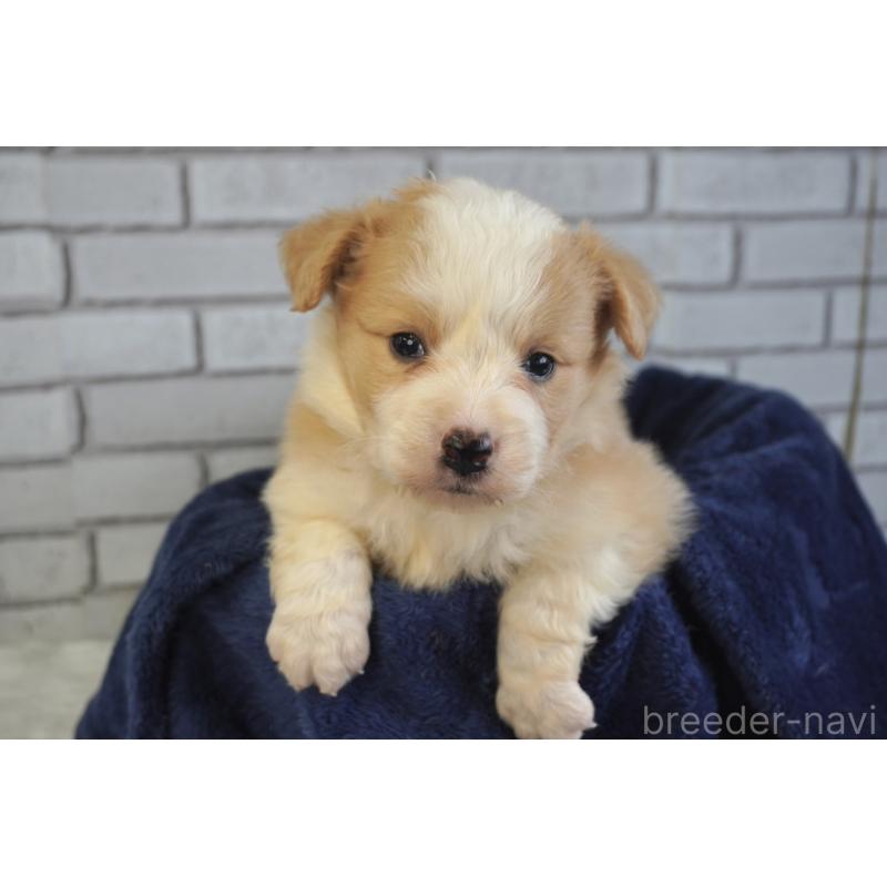 販売中の熊本県のボーダーコリー-430634の10枚目