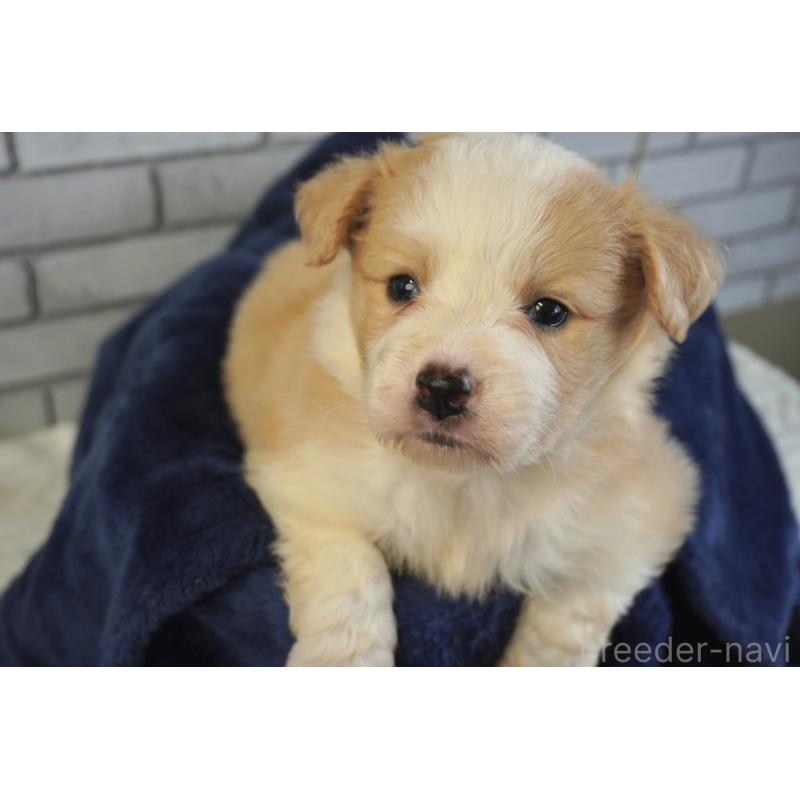 販売中の熊本県のボーダーコリー-430634の9枚目