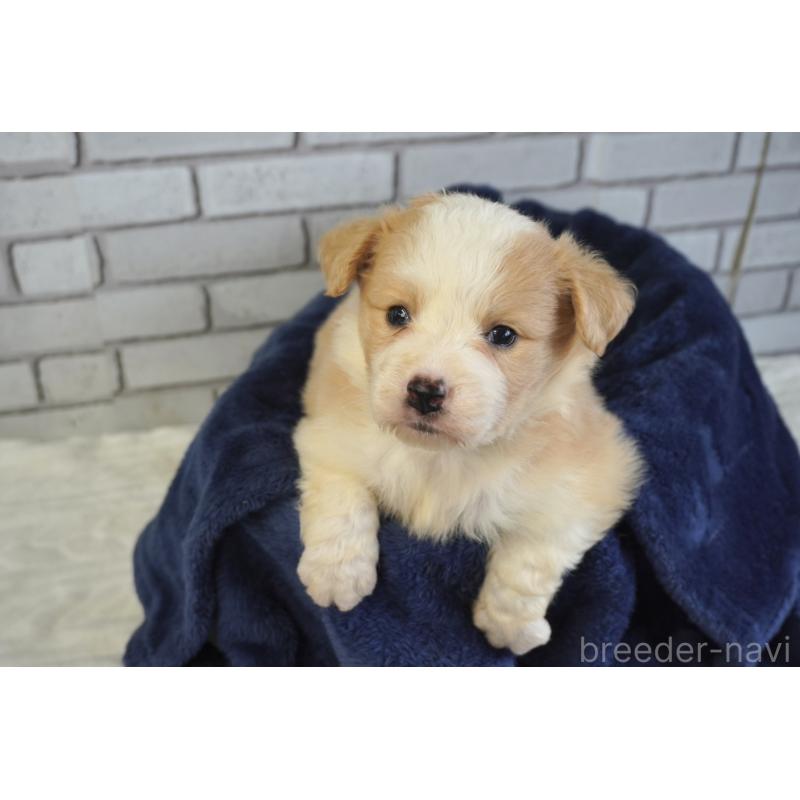 販売中の熊本県のボーダーコリー-430634の8枚目