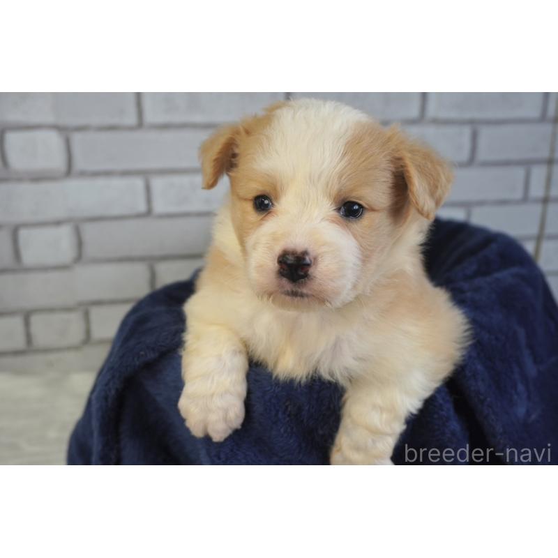 販売中の熊本県のボーダーコリー-430634の7枚目