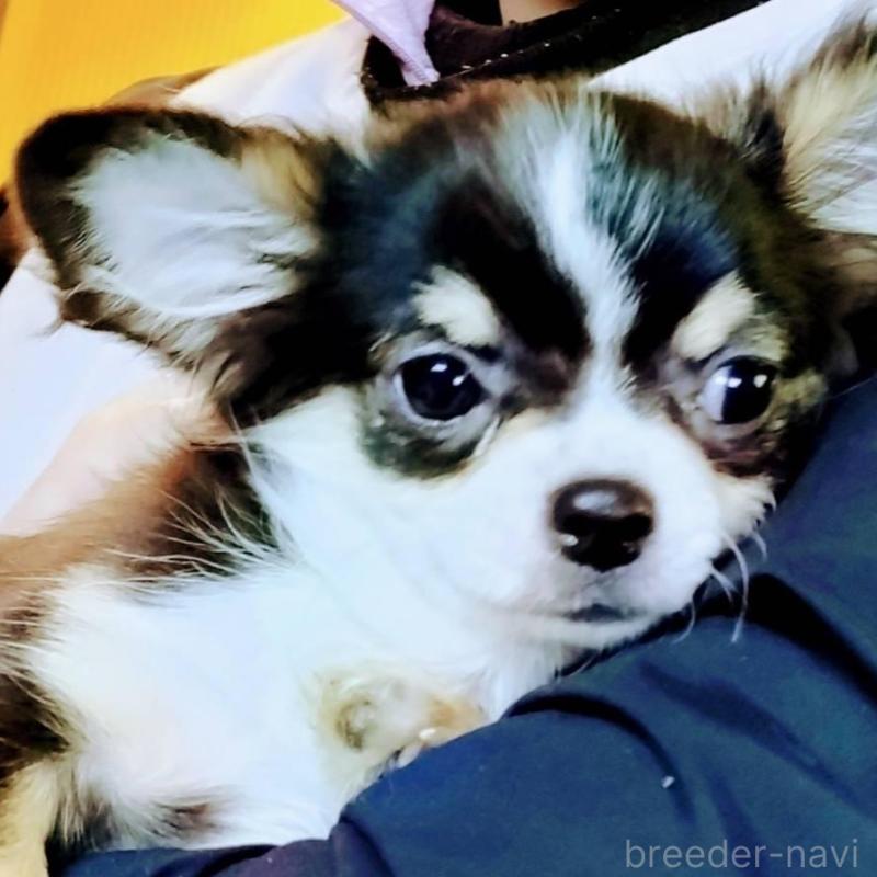 販売中の大阪府のチワワ(ロングコート)-430636の3枚目