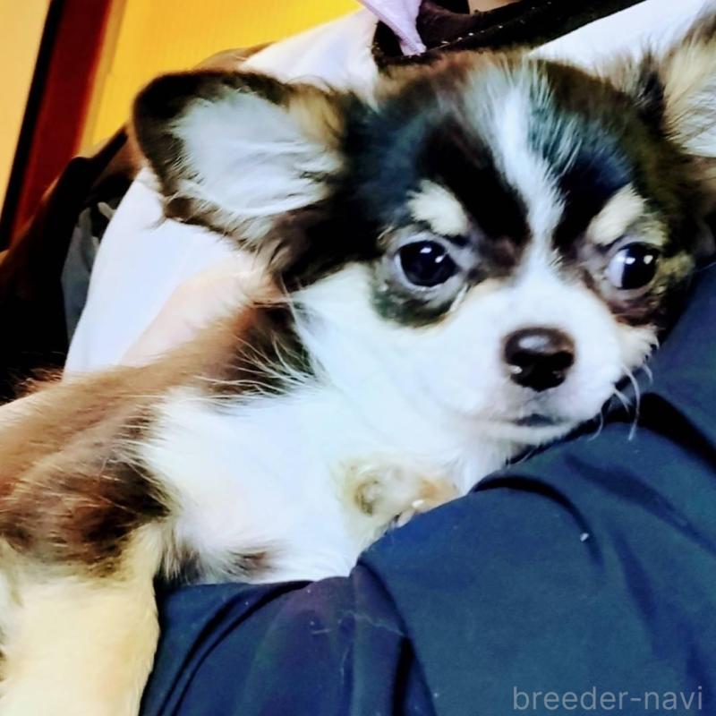 販売中の大阪府のチワワ(ロングコート)-430636の2枚目