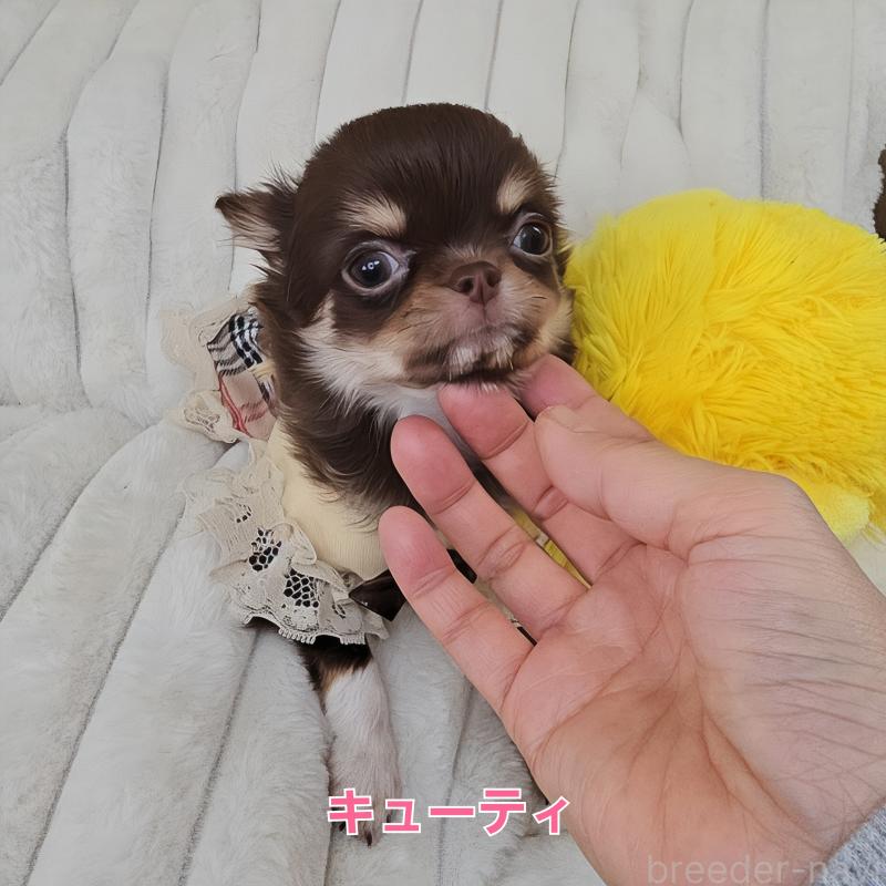 販売中の東京都のチワワ(ロングコート)-429802