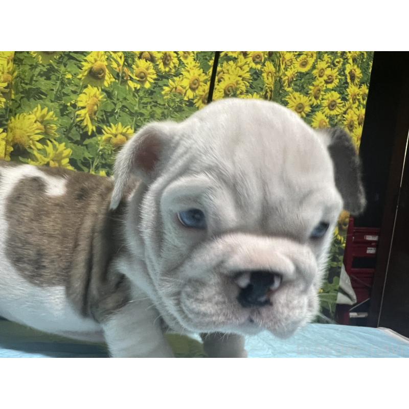 販売中の沖縄県のブルドッグ-430637の6枚目