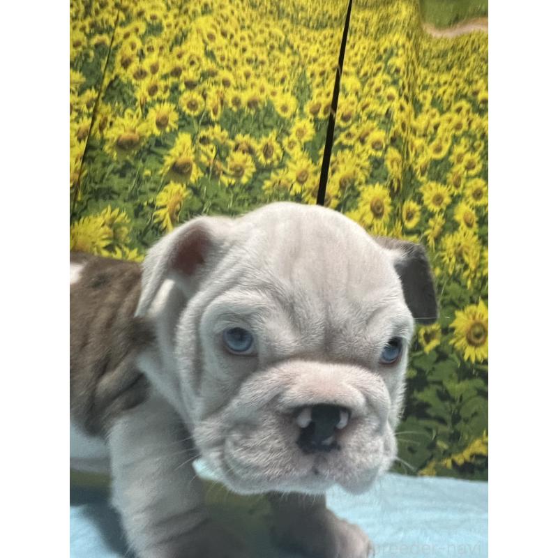 販売中の沖縄県のブルドッグ-430637の5枚目