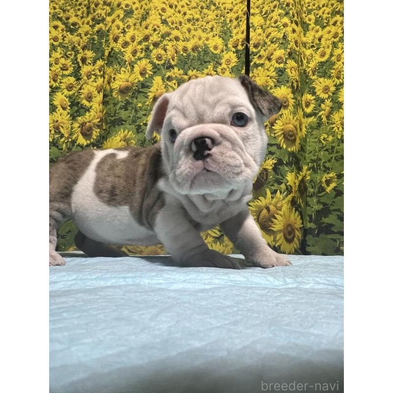 販売中の沖縄県のブルドッグ-430637の4枚目