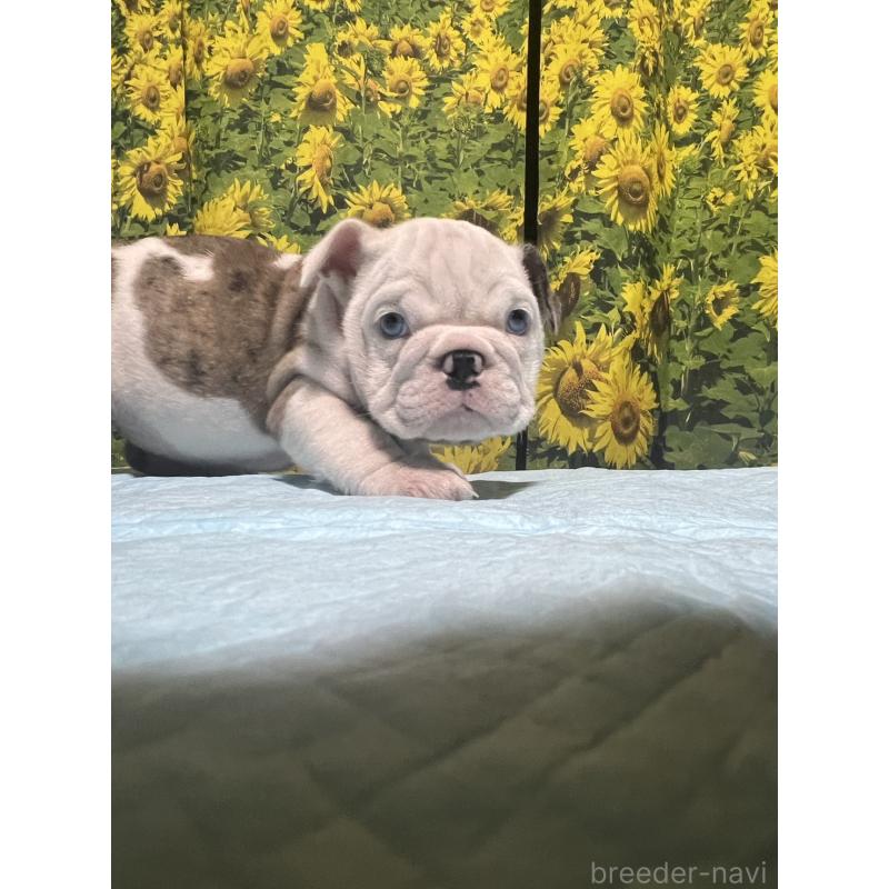 販売中の沖縄県のブルドッグ-430637の3枚目