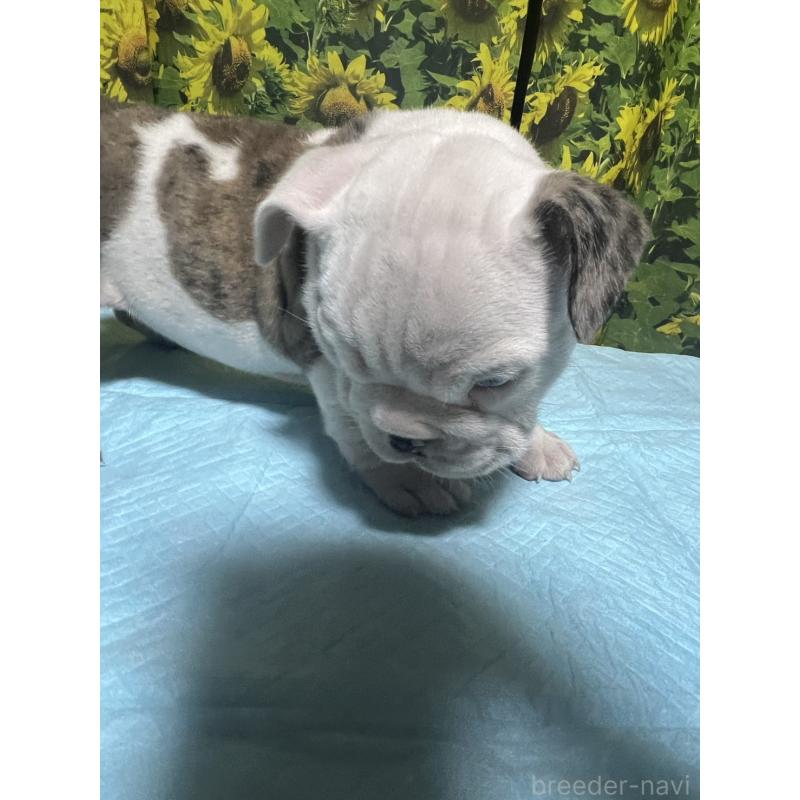 販売中の沖縄県のブルドッグ-430637の2枚目