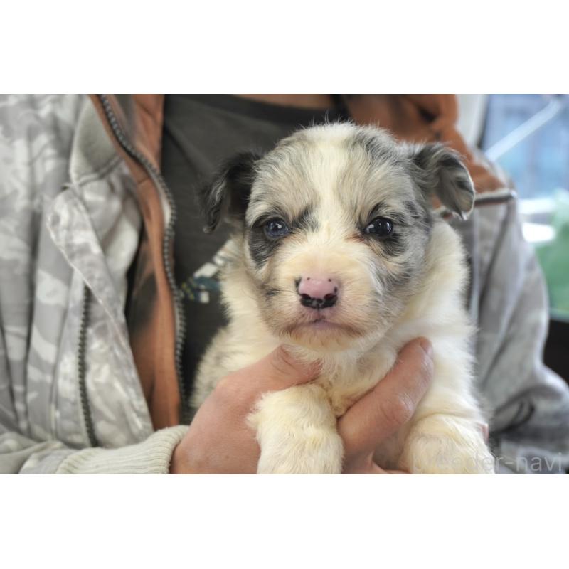 販売中の熊本県のボーダーコリー-430638の10枚目