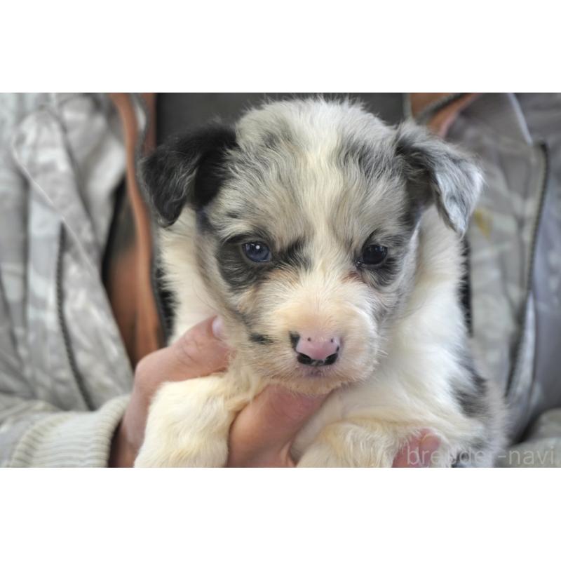 販売中の熊本県のボーダーコリー-430638の9枚目