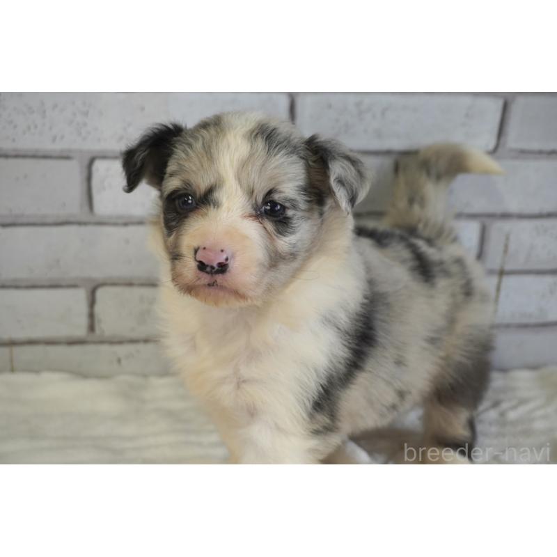 販売中の熊本県のボーダーコリー-430638の8枚目