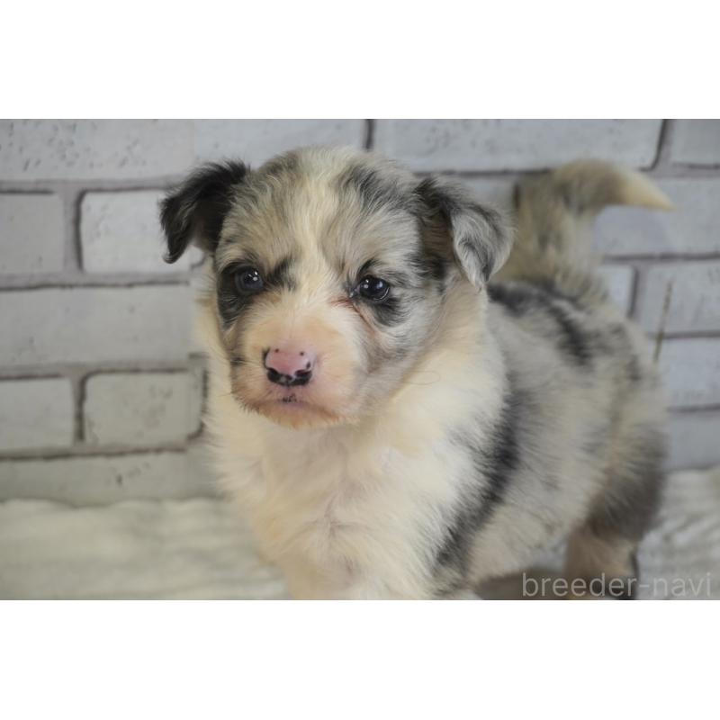 販売中の熊本県のボーダーコリー-430638の7枚目