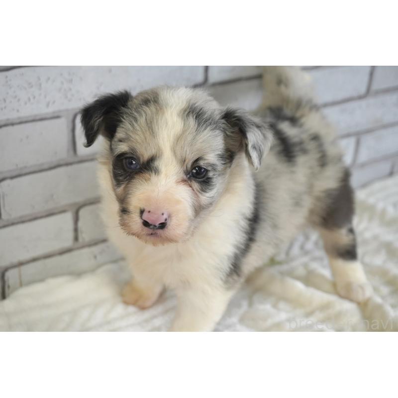 販売中の熊本県のボーダーコリー-430638の6枚目