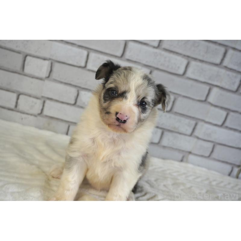 販売中の熊本県のボーダーコリー-430638の5枚目