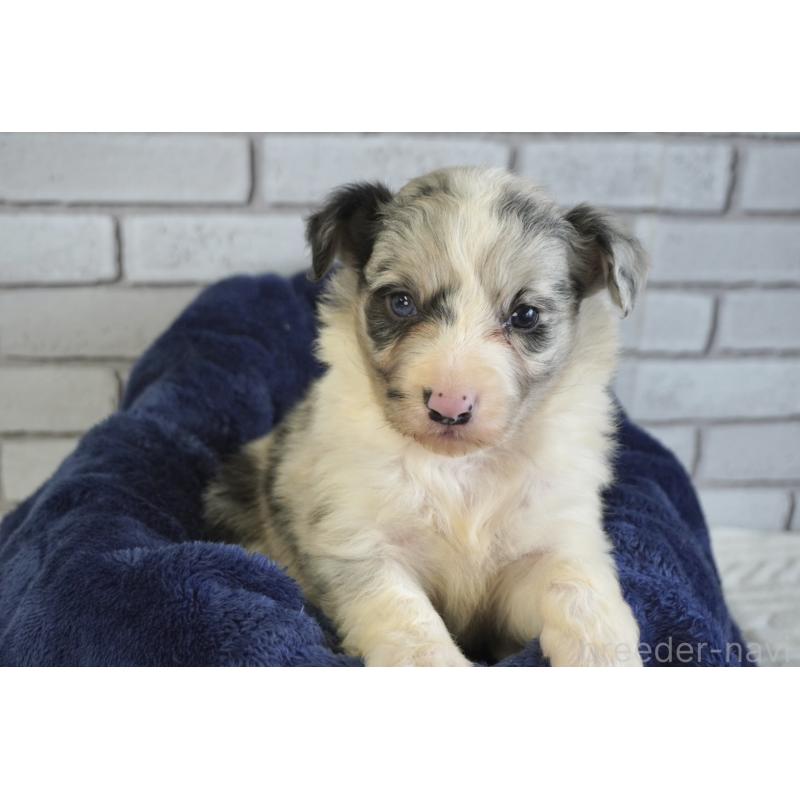 販売中の熊本県のボーダーコリー-430638の4枚目