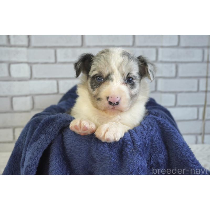 販売中の熊本県のボーダーコリー-430638の2枚目