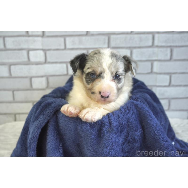 販売中の熊本県のボーダーコリー-430638の3枚目