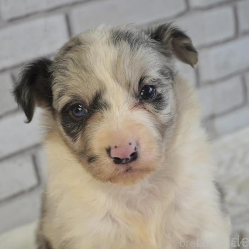 販売中の熊本県のボーダーコリー-430638の1枚目