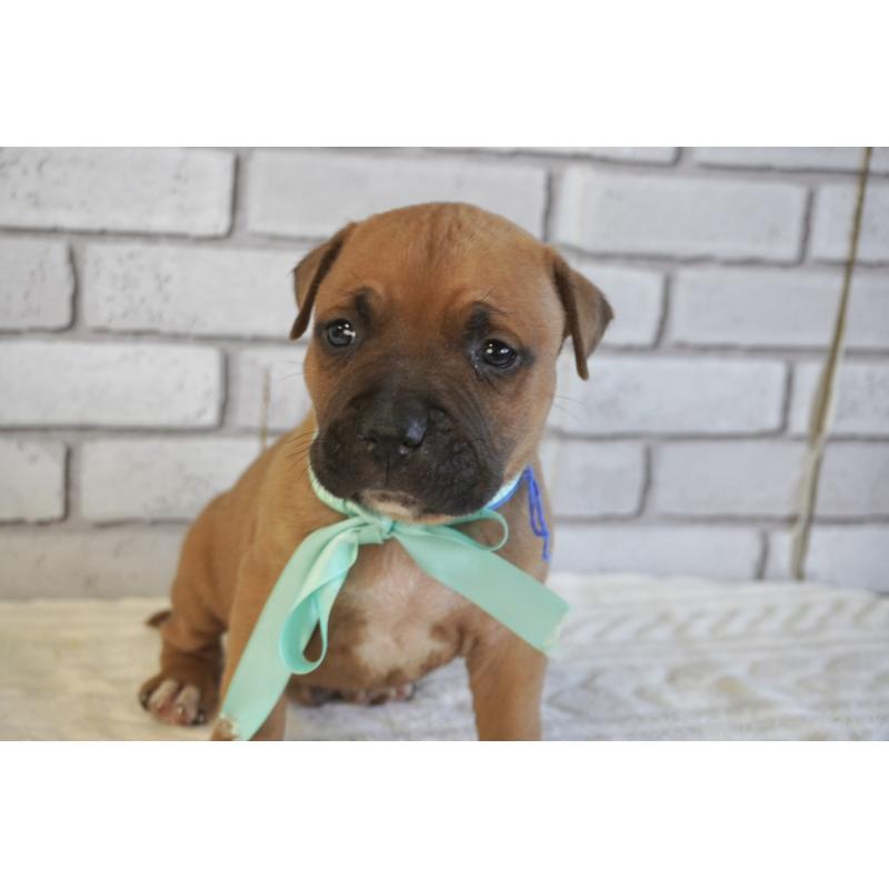 販売中の熊本県のアメリカンピットブルテリア-430631の5枚目