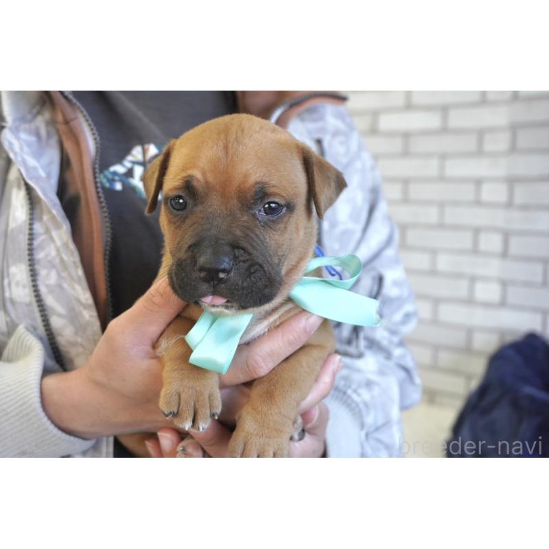 販売中の熊本県のアメリカンピットブルテリア-430631の4枚目