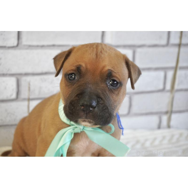 販売中の熊本県のアメリカンピットブルテリア-430631の3枚目