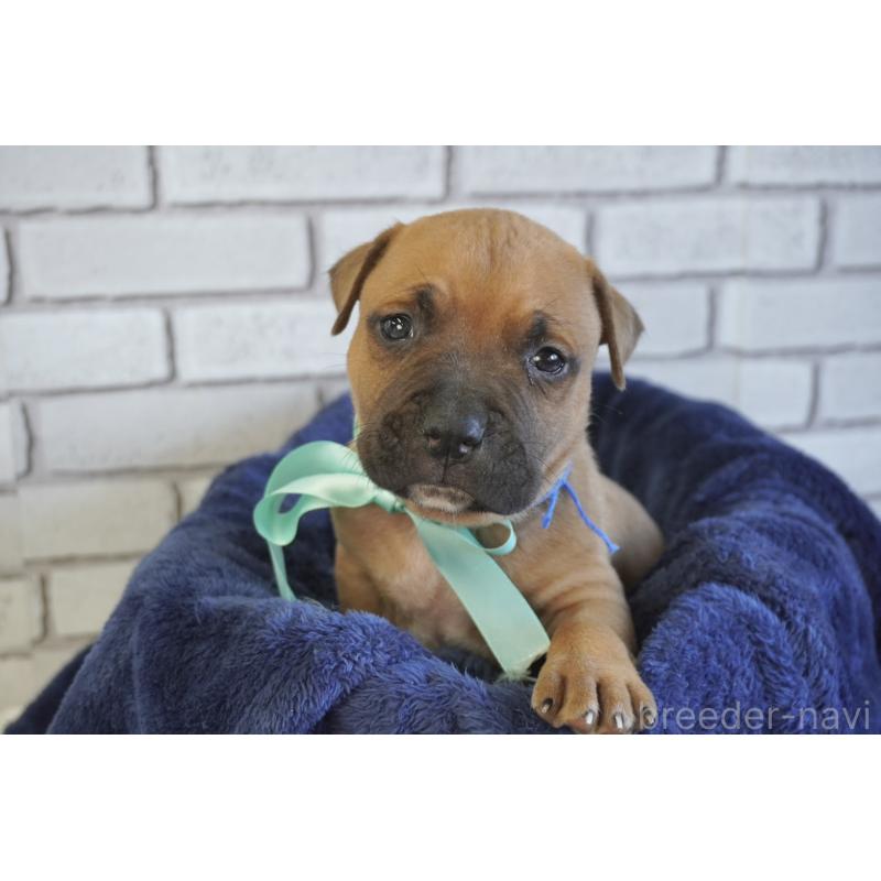 販売中の熊本県のアメリカンピットブルテリア-430631の2枚目