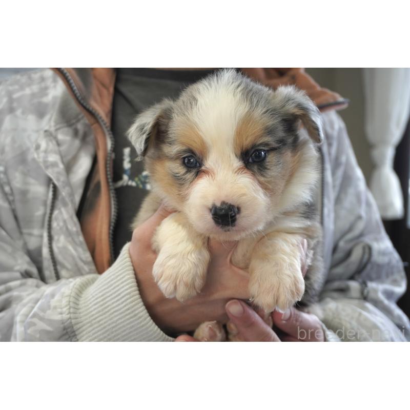 販売中の熊本県のボーダーコリー-430639の20枚目