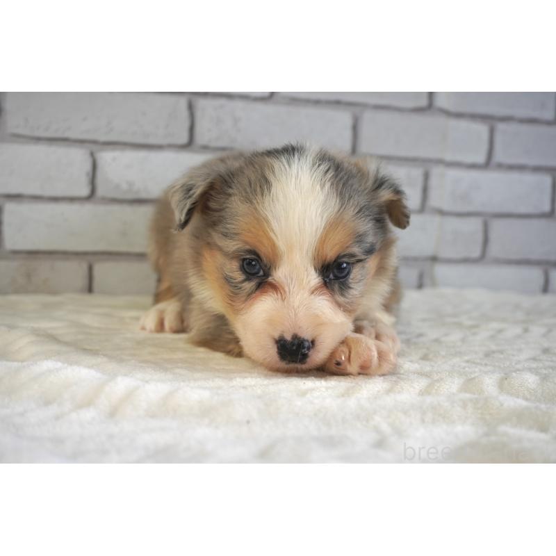 販売中の熊本県のボーダーコリー-430639の19枚目